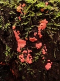 Arcyria ferruginea image