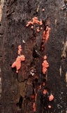 Arcyria ferruginea image