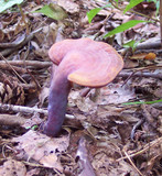 Ganoderma curtisii image