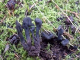 Trichoglossum hirsutum image