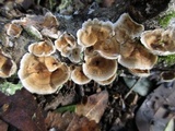 Stereum ochraceoflavum image