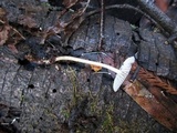Mycena galericulata image