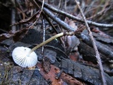 Mycena galericulata image