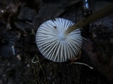 Mycena galericulata image