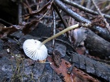 Mycena galericulata image