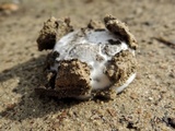Calvatia pachyderma image