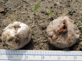 Calvatia pachyderma image