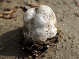 Calvatia pachyderma image