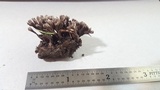 Thelephora multipartita image