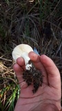 Russula cremoricolor image