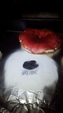 Russula cremoricolor image
