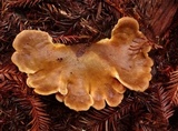 Tapinella panuoides image