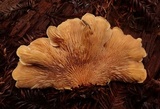 Tapinella panuoides image