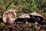 Agaricus californicus image