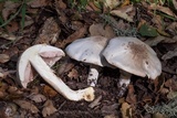 Agaricus californicus image