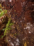 Trichia decipiens image