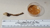 Tulostoma fimbriatum var. campestre image