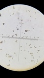 Tulostoma fimbriatum var. campestre image