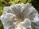 Plicaturopsis crispa image