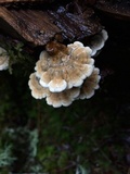 Plicaturopsis crispa image