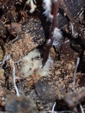 Marasmius cladophyllus image
