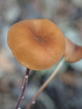 Marasmius cladophyllus image