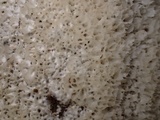 Hydnopolyporus fimbriatus image