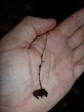 Ophiocordyceps australis image