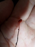 Ophiocordyceps australis image