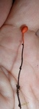 Ophiocordyceps australis image