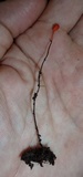 Ophiocordyceps australis image
