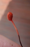 Ophiocordyceps australis image