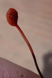 Ophiocordyceps australis image