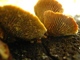 Gloeophyllum sepiarium image