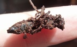 Ophiocordyceps australis image
