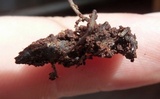 Ophiocordyceps australis image