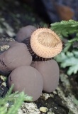 Cookeina tricholoma image