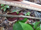 Earliella scabrosa image