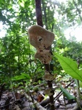 Earliella scabrosa image