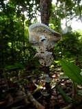 Earliella scabrosa image