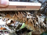 Deflexula sprucei image