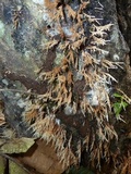 Deflexula sprucei image