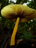 Leucocoprinus brunneoluteus image