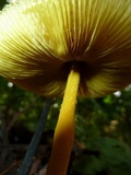 Leucocoprinus brunneoluteus image