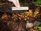 Tricholomopsis aurea image