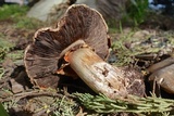 Agaricus lilaceps image