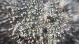 Pertusaria amara f. amara image