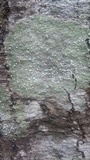 Pertusaria amara f. amara image