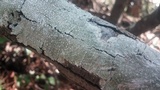 Pertusaria amara f. amara image