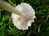 Inocybe geophylla image